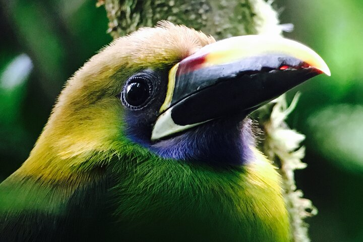 Northern Emerald Toucanet 